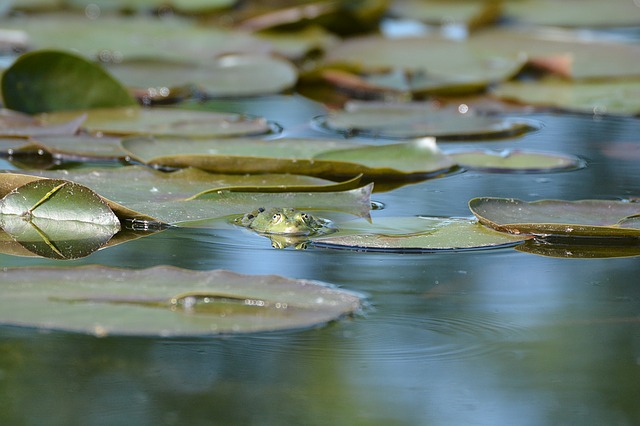 žába na lotusu